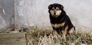 animal-abandonment-a-lack-of-humanity