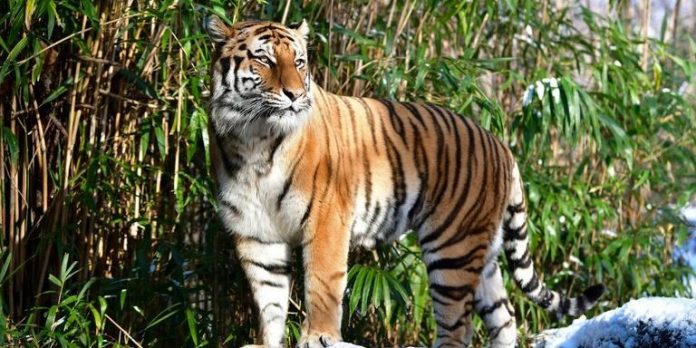 Tiger positive for coronavirus