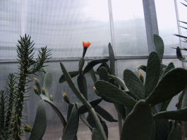 cacti