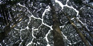 astonishing forest phenomena