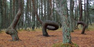 the dancing forest of Russia