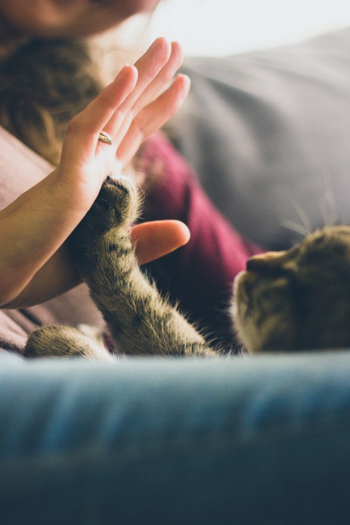 Does my cat love me? 6 signs to look for