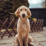 the-best-dog-breeds-for-first-time-owners