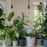 5 Amazing Houseplants for Certified Plant Murderers