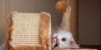 5 amazing cat toys your cat will LOVE cat toys
