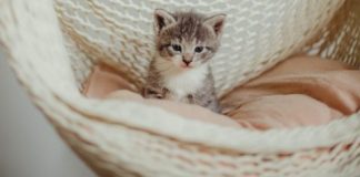Cats: 5 crazy reasons why they are just like babies