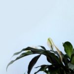 5-best-air-purifying-plants
